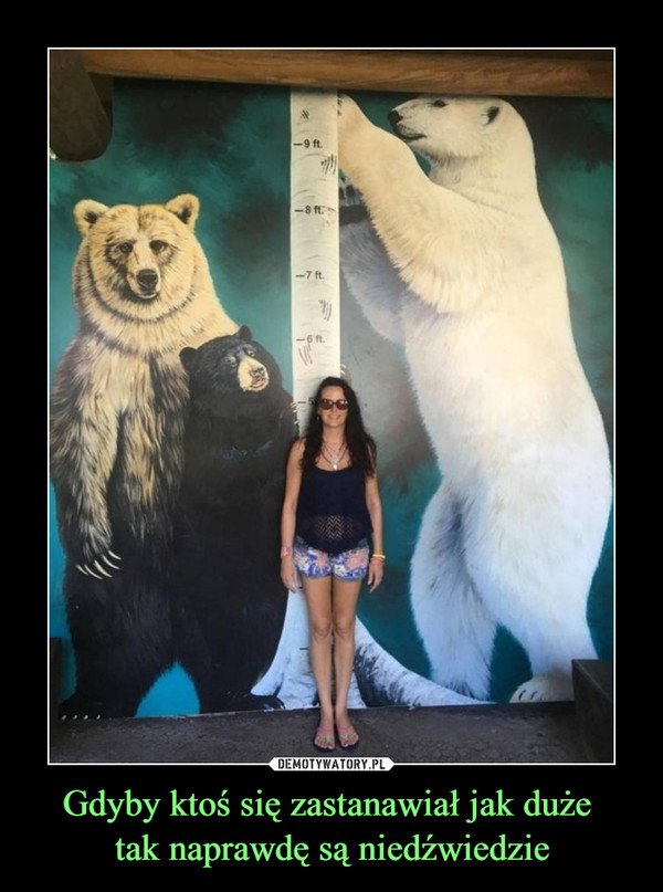 Gdyby ktoś się zastanawiał jak duże tak naprawdę są niedźwiedzie –  