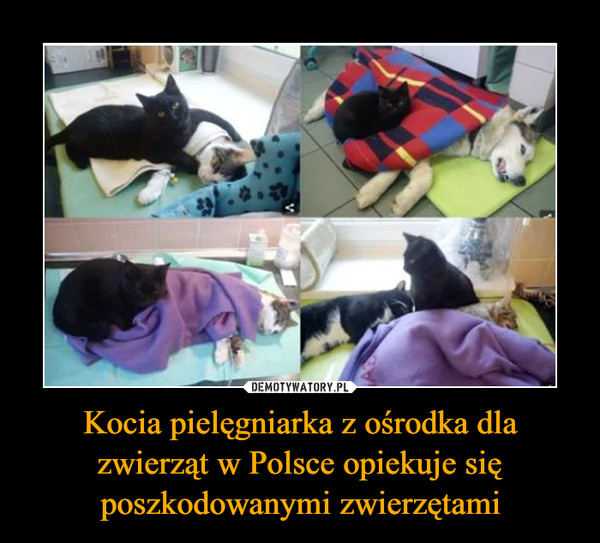 Kocia pielęgniarka z ośrodka dla zwierząt w Polsce opiekuje się poszkodowanymi zwierzętami –  