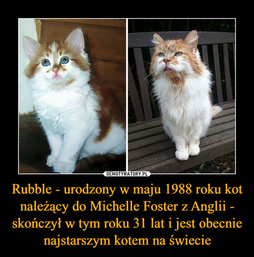 Rubble - urodzony w maju 1988 roku kot należący do Michelle Foster z Anglii - skończył w tym roku 31 lat i jest obecnie najstarszym kotem na świecie