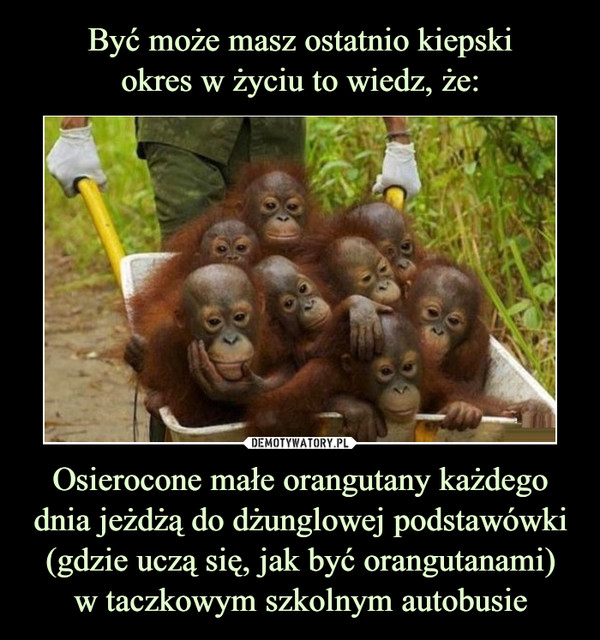 Osierocone małe orangutany każdego dnia jeżdżą do dżunglowej podstawówki (gdzie uczą się, jak być orangutanami)w taczkowym szkolnym autobusie –  