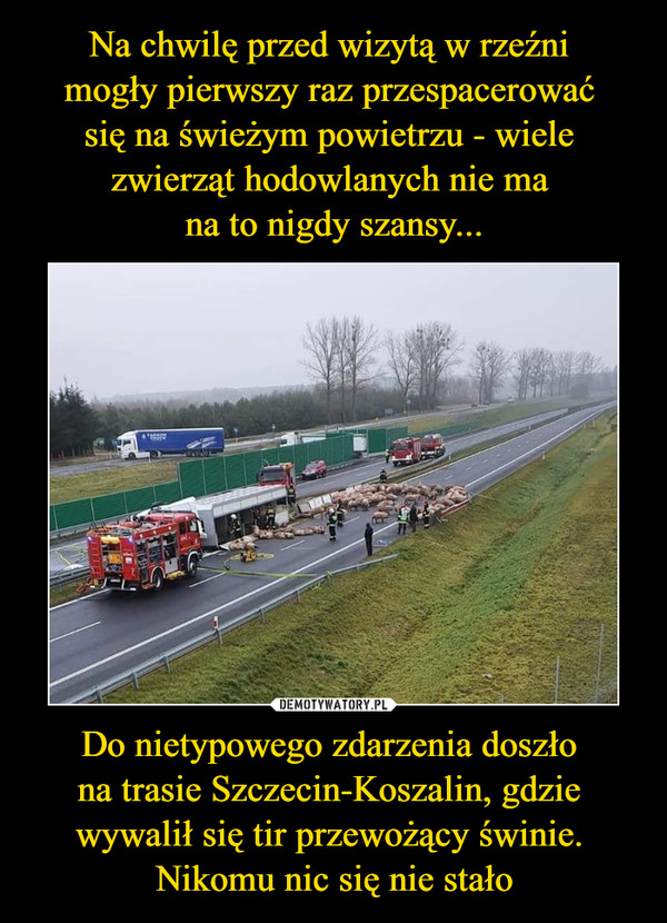 Do nietypowego zdarzenia doszło na trasie Szczecin-Koszalin, gdzie wywalił się tir przewożący świnie. Nikomu nic się nie stało –  