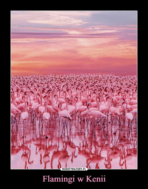 Flamingi w Kenii