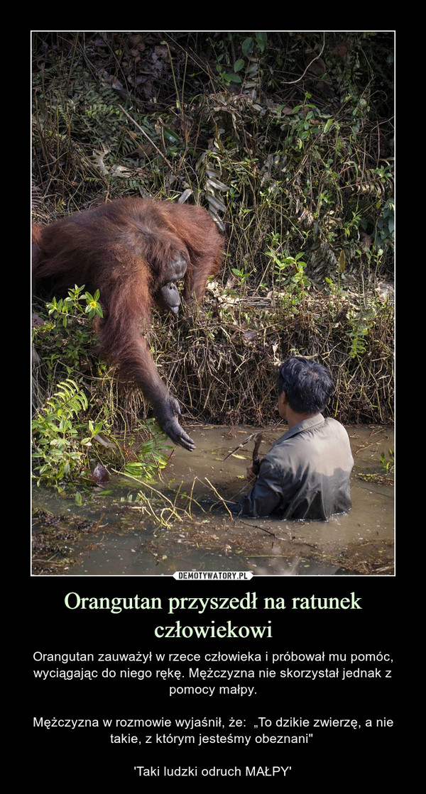 Orangutan przyszedł na ratunek człowiekowi – Orangutan zauważył w rzece człowieka i próbował mu pomóc, wyciągając do niego rękę. Mężczyzna nie skorzystał jednak z pomocy małpy.Mężczyzna w rozmowie wyjaśnił, że:  „To dzikie zwierzę, a nie takie, z którym jesteśmy obeznani" 'Taki ludzki odruch MAŁPY' 