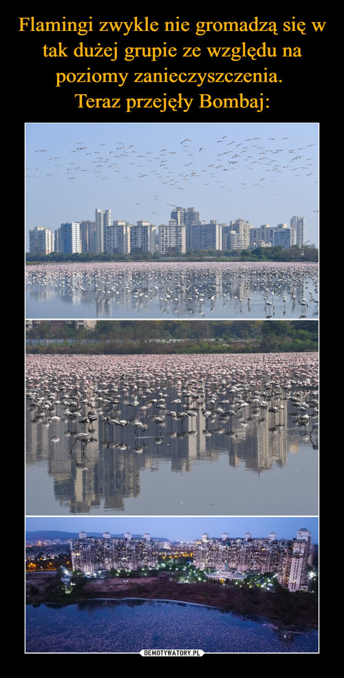 Flamingi zwykle nie gromadzą się w tak dużej grupie ze względu na poziomy zanieczyszczenia. 
Teraz przejęły Bombaj: