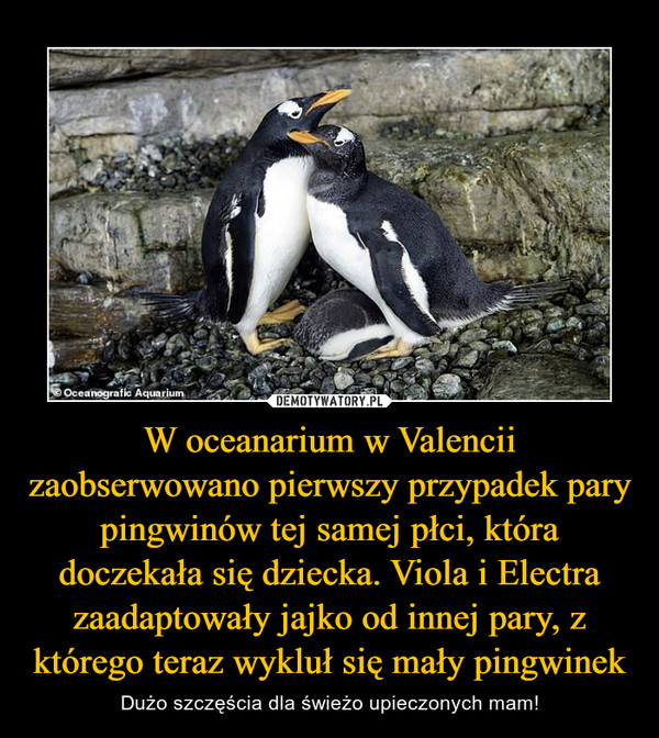 W oceanarium w Valencii zaobserwowano pierwszy przypadek pary pingwinów tej samej płci, która doczekała się dziecka. Viola i Electra zaadaptowały jajko od innej pary, z którego teraz wykluł się mały pingwinek