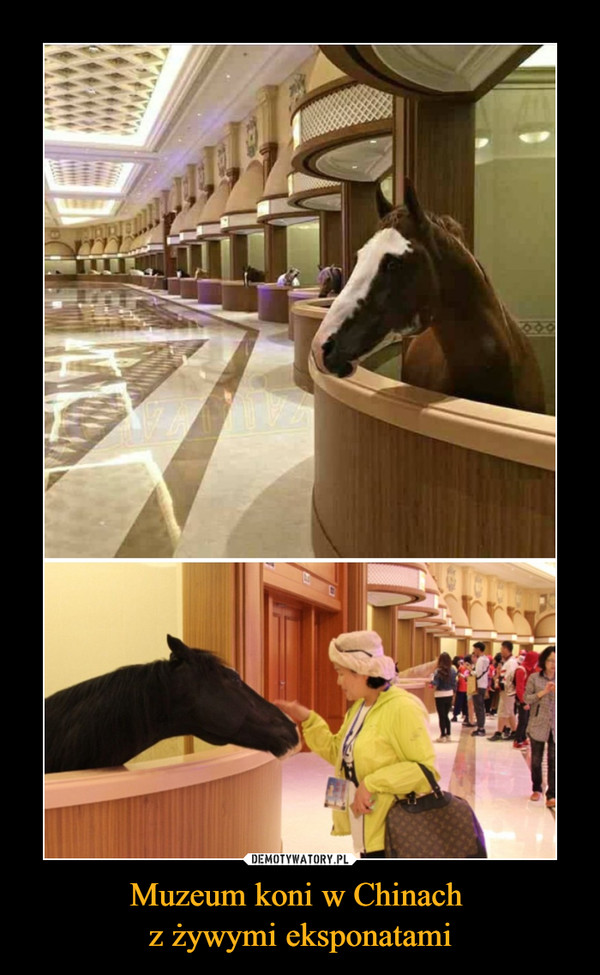 Muzeum koni w Chinach z żywymi eksponatami –  