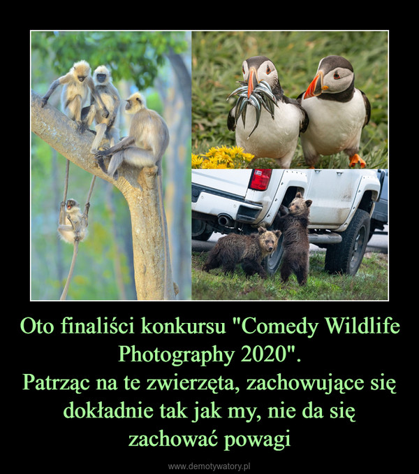 Oto finaliści konkursu "Comedy Wildlife Photography 2020".
Patrząc na te zwierzęta, zachowujące się dokładnie tak jak my, nie da się zachować powagi