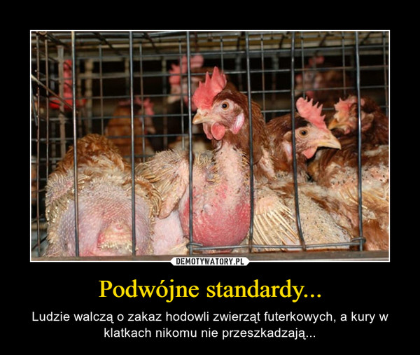 Podwójne standardy... – Ludzie walczą o zakaz hodowli zwierząt futerkowych, a kury w klatkach nikomu nie przeszkadzają... 