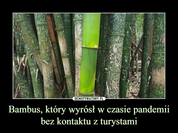 Bambus, który wyrósł w czasie pandemii bez kontaktu z turystami