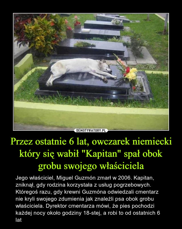 Przez ostatnie 6 lat, owczarek niemiecki który się wabił "Kapitan" spał obok grobu swojego właściciela – Jego właściciel, Miguel Guzmón zmarł w 2006. Kapitan, zniknął, gdy rodzina korzystała z usług pogrzebowych. Któregoś razu, gdy krewni Guzmóna odwiedzali cmentarz nie kryli swojego zdumienia jak znaleźli psa obok grobu właściciela. Dyrektor cmentarza mówi, że pies pochodzi każdej nocy około godziny 18-stej, a robi to od ostatnich 6 lat 