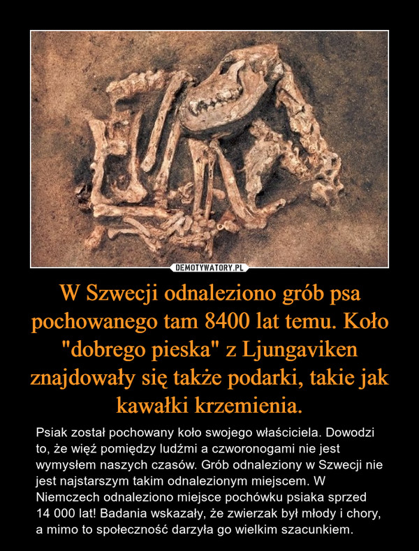 W Szwecji odnaleziono grób psa pochowanego tam 8400 lat temu. Koło "dobrego pieska" z Ljungaviken znajdowały się także podarki, takie jak kawałki krzemienia.