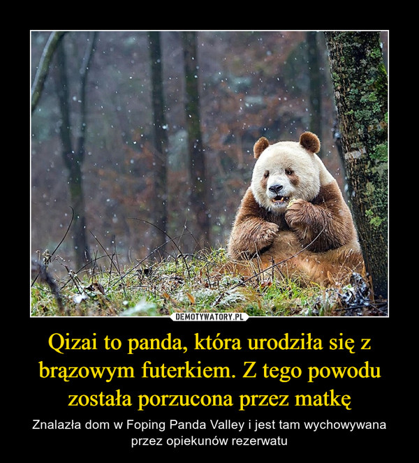 Qizai to panda, która urodziła się z brązowym futerkiem. Z tego powodu została porzucona przez matkę – Znalazła dom w Foping Panda Valley i jest tam wychowywana przez opiekunów rezerwatu 