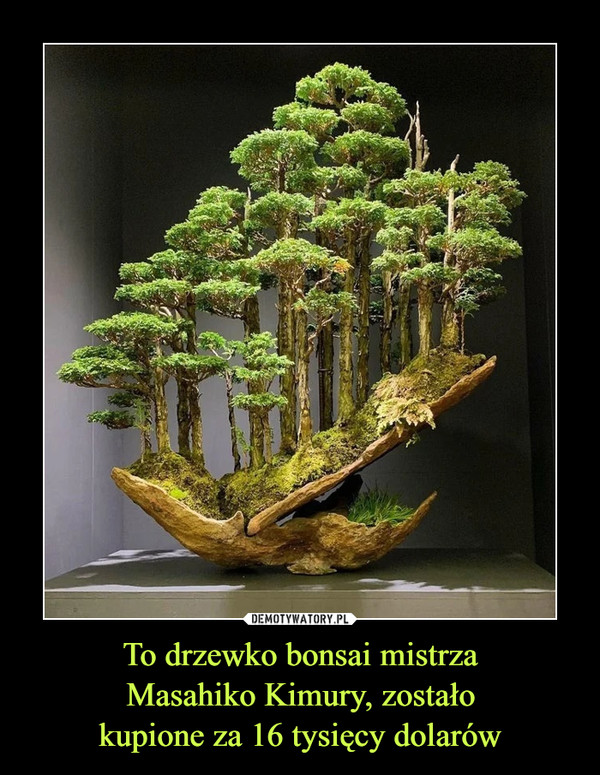 To drzewko bonsai mistrzaMasahiko Kimury, zostałokupione za 16 tysięcy dolarów –  