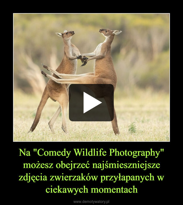 Na "Comedy Wildlife Photography" możesz obejrzeć najśmieszniejsze zdjęcia zwierzaków przyłapanych w ciekawych momentach