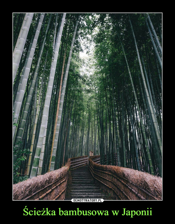 Ścieżka bambusowa w Japonii –  