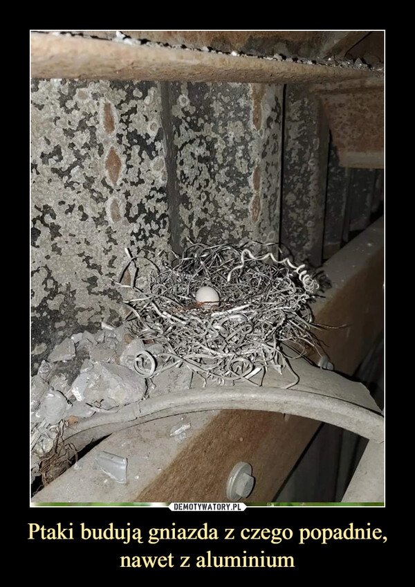 Ptaki budują gniazda z czego popadnie, nawet z aluminium –  