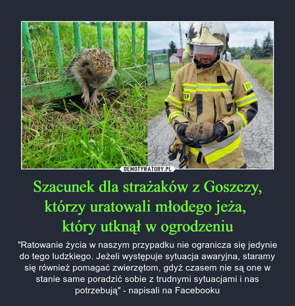 Szacunek dla strażaków z Goszczy, którzy uratowali młodego jeża, 
który utknął w ogrodzeniu