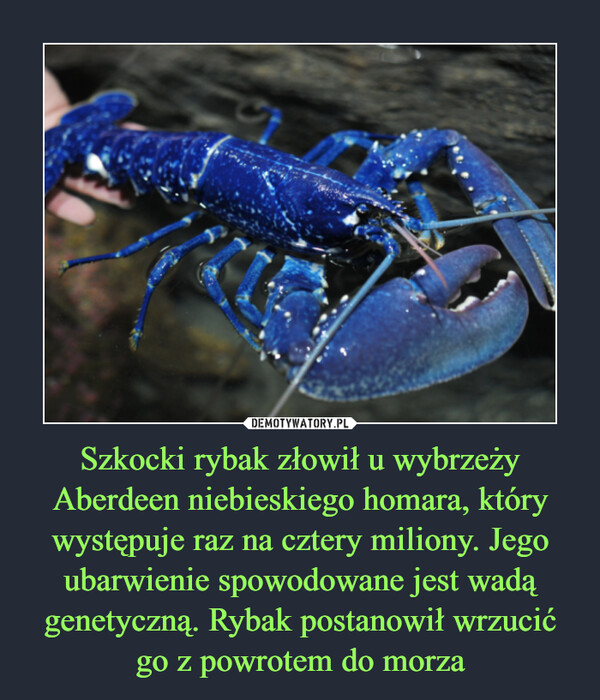 Szkocki rybak złowił u wybrzeży Aberdeen niebieskiego homara, który występuje raz na cztery miliony. Jego ubarwienie spowodowane jest wadą genetyczną. Rybak postanowił wrzucić go z powrotem do morza –  