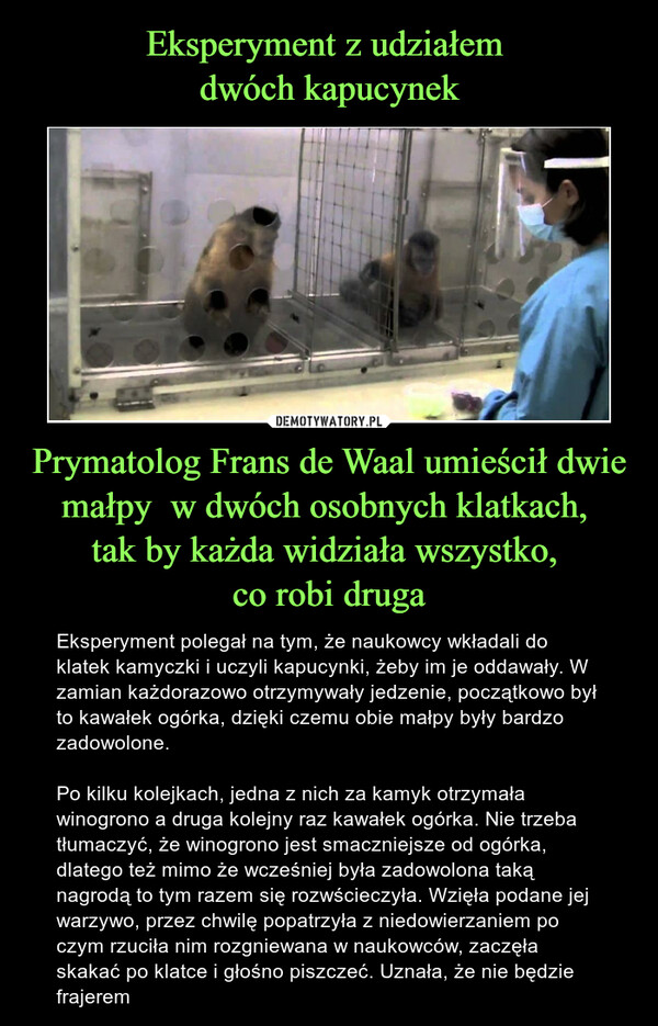 Eksperyment z udziałem 
dwóch kapucynek Prymatolog Frans de Waal umieścił dwie małpy  w dwóch osobnych klatkach, 
tak by każda widziała wszystko, 
co robi druga