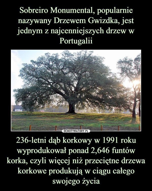 236-letni dąb korkowy w 1991 roku wyprodukował ponad 2,646 funtów korka, czyli więcej niż przeciętne drzewa korkowe produkują w ciągu całego swojego życia –  