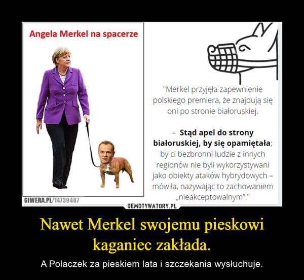Nawet Merkel swojemu pieskowi kaganiec zakłada. – A Polaczek za pieskiem lata i szczekania wysłuchuje. 