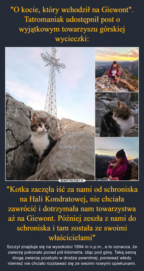 "O kocie, który wchodził na Giewont". Tatromaniak udostępnił post o wyjątkowym towarzyszu górskiej wycieczki: "Kotka zaczęła iść za nami od schroniska na Hali Kondratowej, nie chciała zawrócić i dotrzymała nam towarzystwa aż na Giewont. Później zeszła z nami do schroniska i tam została ze swoimi właścicielami"