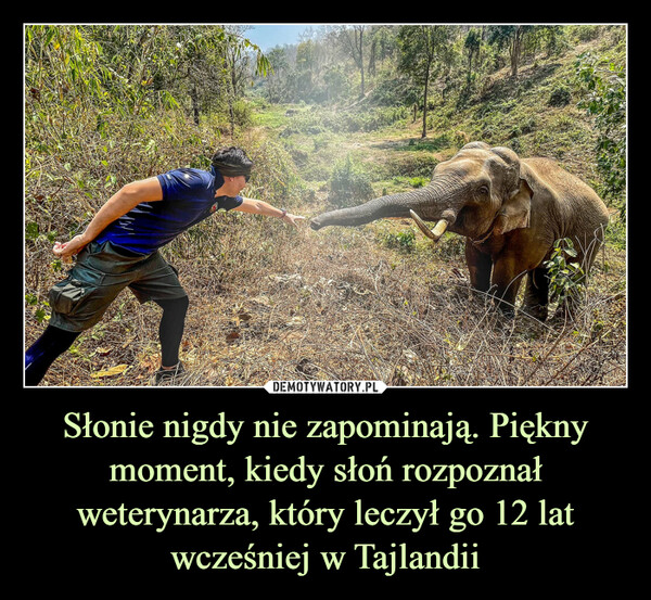 Słonie nigdy nie zapominają. Piękny moment, kiedy słoń rozpoznał weterynarza, który leczył go 12 lat wcześniej w Tajlandii