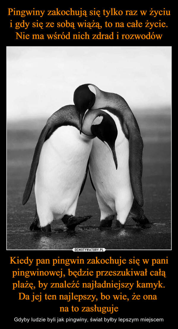 Pingwiny zakochują się tylko raz w życiu i gdy się ze sobą wiążą, to na całe życie. Nie ma wśród nich zdrad i rozwodów Kiedy pan pingwin zakochuje się w pani pingwinowej, będzie przeszukiwał całą plażę, by znaleźć najładniejszy kamyk. Da jej ten najlepszy, bo wie, że ona 
na to zasługuje