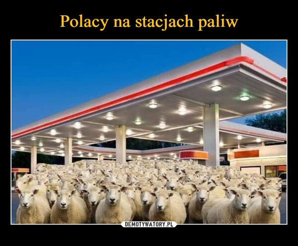 Polacy na stacjach paliw