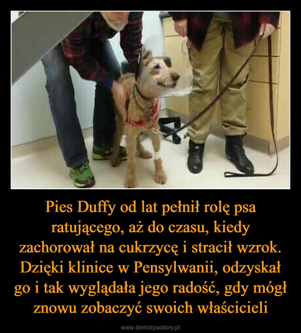 Pies Duffy od lat pełnił rolę psa ratującego, aż do czasu, kiedy zachorował na cukrzycę i stracił wzrok. Dzięki klinice w Pensylwanii, odzyskał go i tak wyglądała jego radość, gdy mógł znowu zobaczyć swoich właścicieli –  