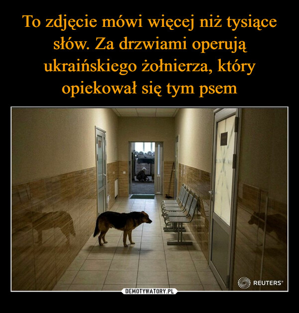 To zdjęcie mówi więcej niż tysiące słów. Za drzwiami operują ukraińskiego żołnierza, który opiekował się tym psem