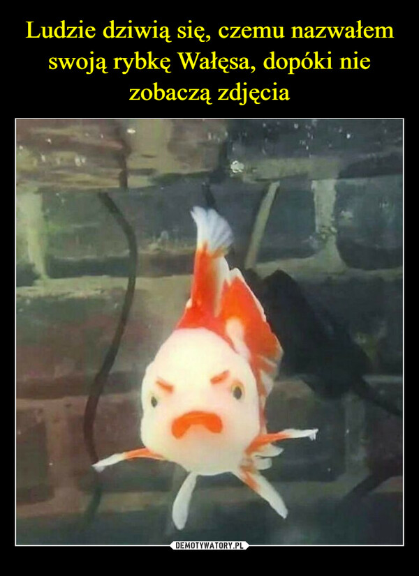 Ludzie dziwią się, czemu nazwałem swoją rybkę Wałęsa, dopóki nie zobaczą zdjęcia