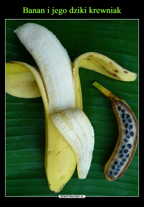 Banan i jego dziki krewniak