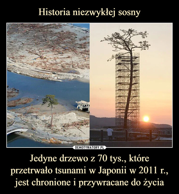 Jedyne drzewo z 70 tys., które przetrwało tsunami w Japonii w 2011 r., jest chronione i przywracane do życia –  