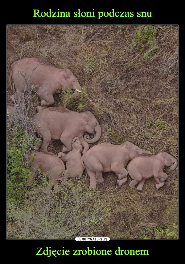 Rodzina słoni podczas snu Zdjęcie zrobione dronem