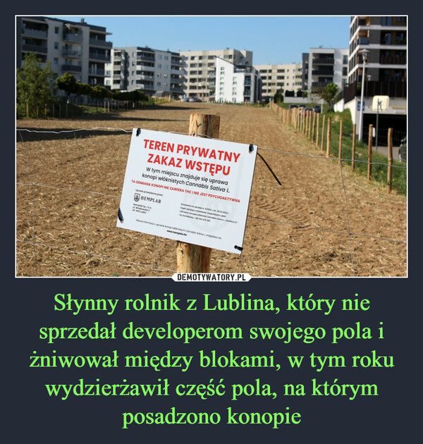 Słynny rolnik z Lublina, który nie sprzedał developerom swojego pola i żniwował między blokami, w tym roku wydzierżawił część pola, na którym posadzono konopie –  