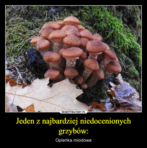 Jeden z najbardziej niedocenionych grzybów: – Opieńka miodowa 