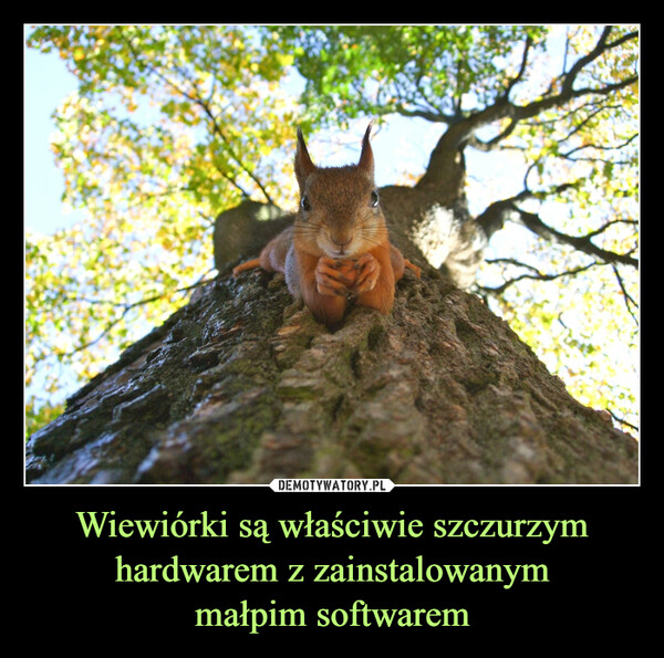 Wiewiórki są właściwie szczurzymhardwarem z zainstalowanymmałpim softwarem –  