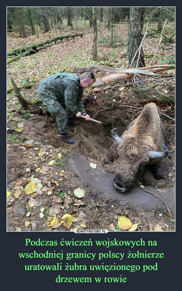 Podczas ćwiczeń wojskowych na wschodniej granicy polscy żołnierze uratowali żubra uwięzionego pod drzewem w rowie