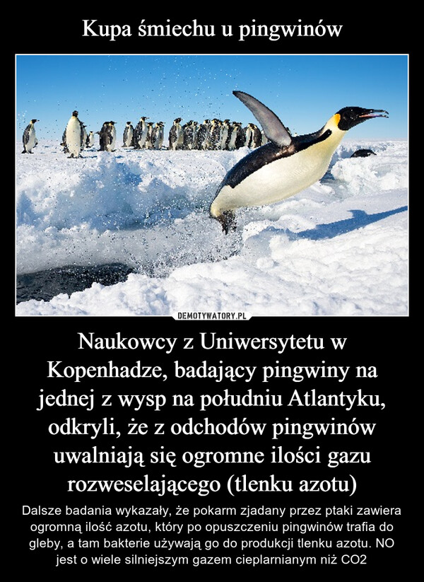 Naukowcy z Uniwersytetu w Kopenhadze, badający pingwiny na jednej z wysp na południu Atlantyku, odkryli, że z odchodów pingwinów uwalniają się ogromne ilości gazu rozweselającego (tlenku azotu) – Dalsze badania wykazały, że pokarm zjadany przez ptaki zawiera ogromną ilość azotu, który po opuszczeniu pingwinów trafia do gleby, a tam bakterie używają go do produkcji tlenku azotu. NO jest o wiele silniejszym gazem cieplarnianym niż CO2 