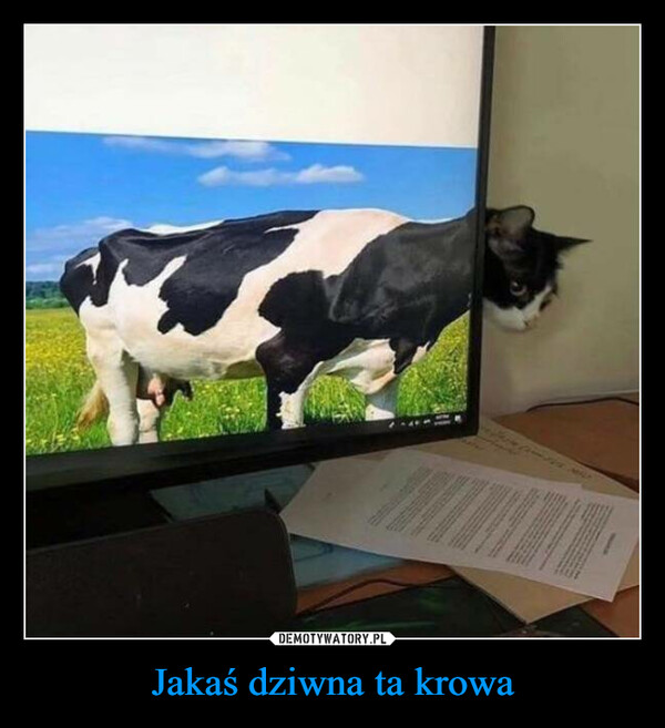 Jakaś dziwna ta krowa –  