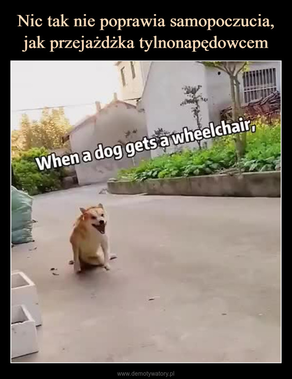  –  When a dog gets a wheelchair