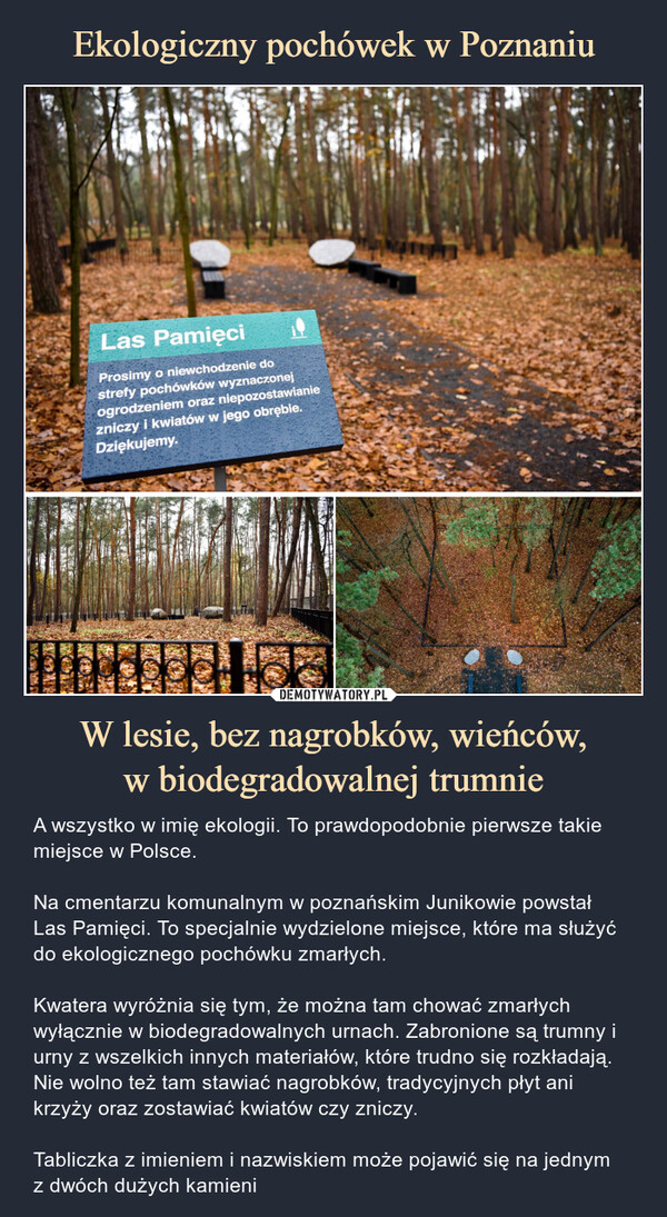 Ekologiczny pochówek w Poznaniu W lesie, bez nagrobków, wieńców,
w biodegradowalnej trumnie