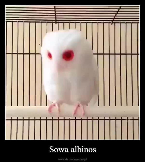 Sowa albinos –  