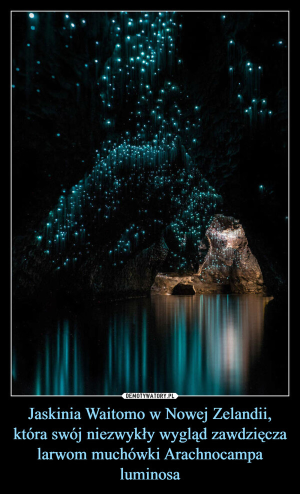 Jaskinia Waitomo w Nowej Zelandii, która swój niezwykły wygląd zawdzięcza larwom muchówki Arachnocampa luminosa –  