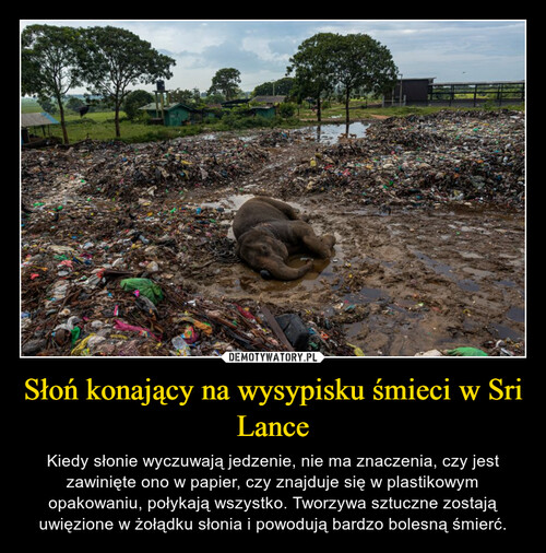 Słoń konający na wysypisku śmieci w Sri Lance
