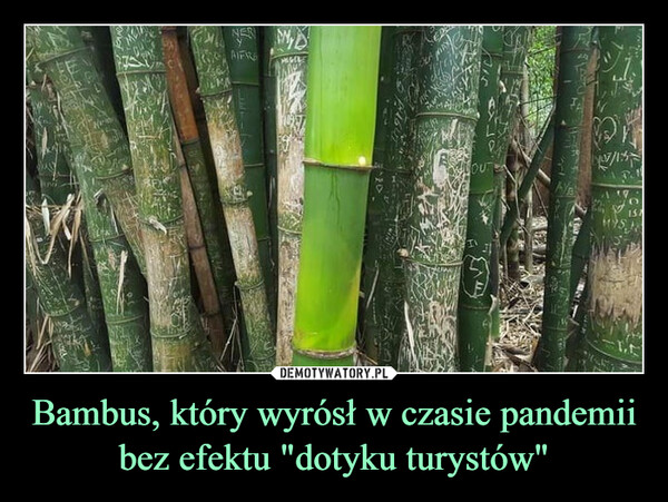 Bambus, który wyrósł w czasie pandemii bez efektu "dotyku turystów"