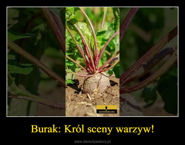 Burak: Król sceny warzyw! –  CTK66ZACIEKAMAJKA