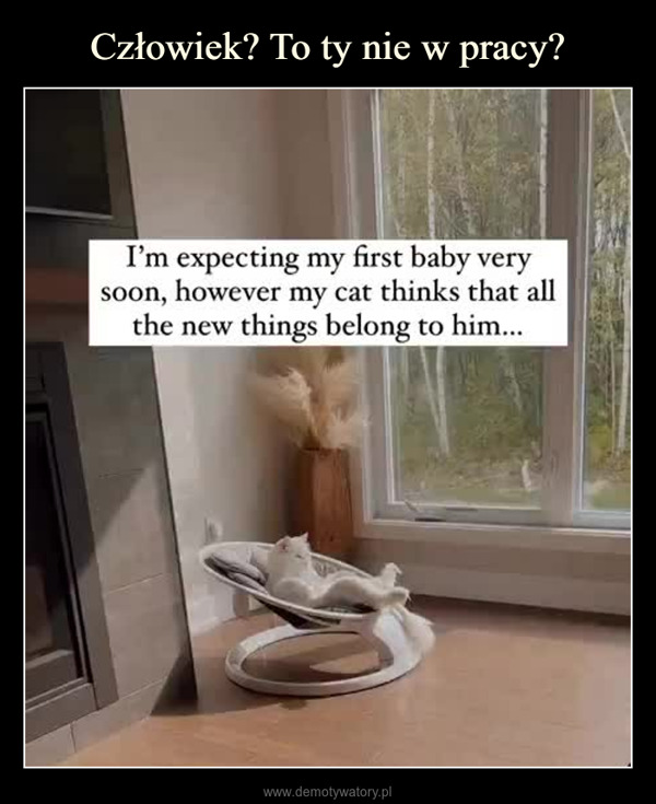  –  I'm expecting my first baby verysoon, however my cat thinks that allthe new things belong to him...