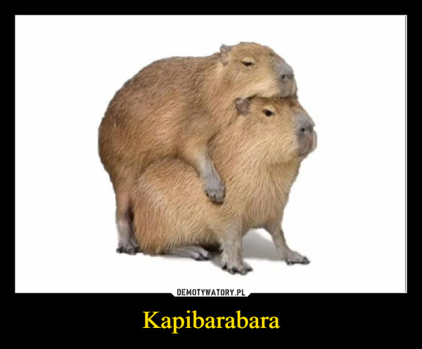 Kapibarabara –  KAPIBARABARA